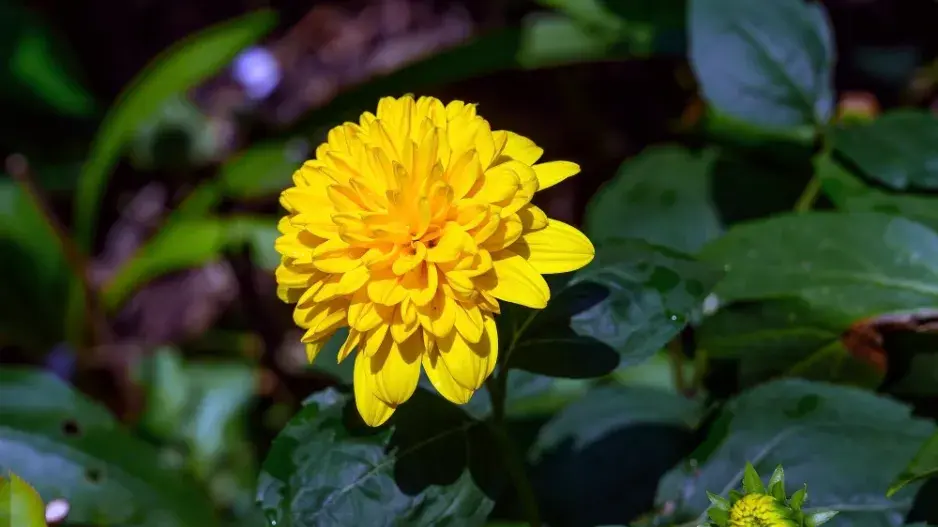 Slunečnice tenkolistá (Helianthus decapetalus) 