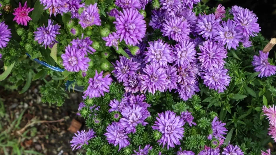 Hvězdnice novoanglická (Aster novae-angliae)