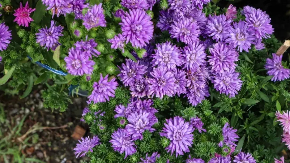 Hvězdnice novoanglická (Aster novae-angliae) Hvězdnice novoanglická (Aster novae-angliae)