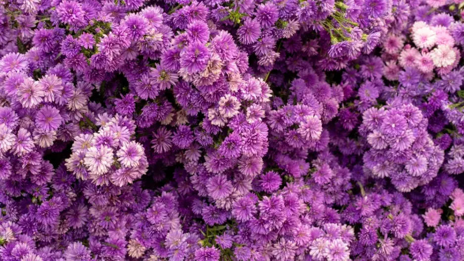 Hvězdnice novoanglická (Aster novae-angliae) Hvězdnice novoanglická (Aster novae-angliae)