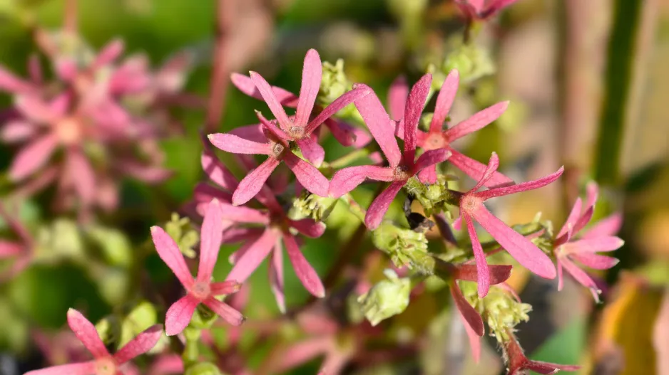 Sedmisyn jasmínovitý (Heptacodium miconioides) 