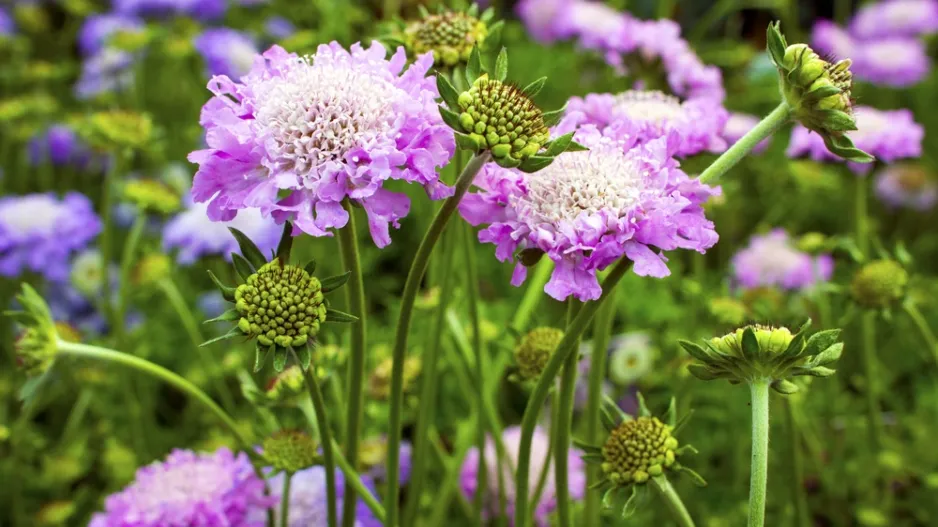 Hlaváč fialový (Scabiosa columbaria)