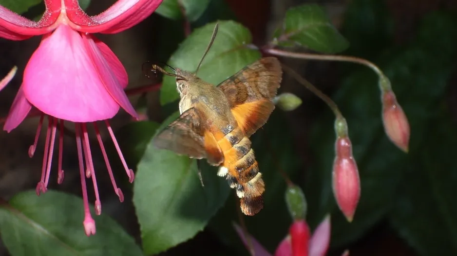 Fuchsie milují opylovači