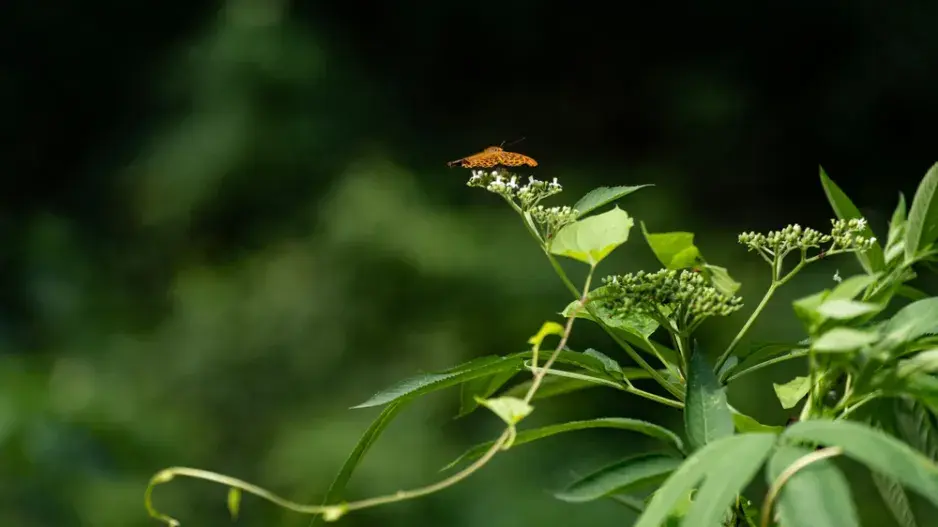 Poznáte v našem kvízu jedovaté rostliny mezi těmi okrasnými?
