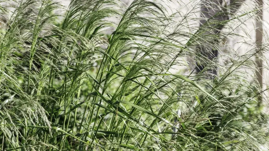 Proso prutnaté (Panicum virgatum)