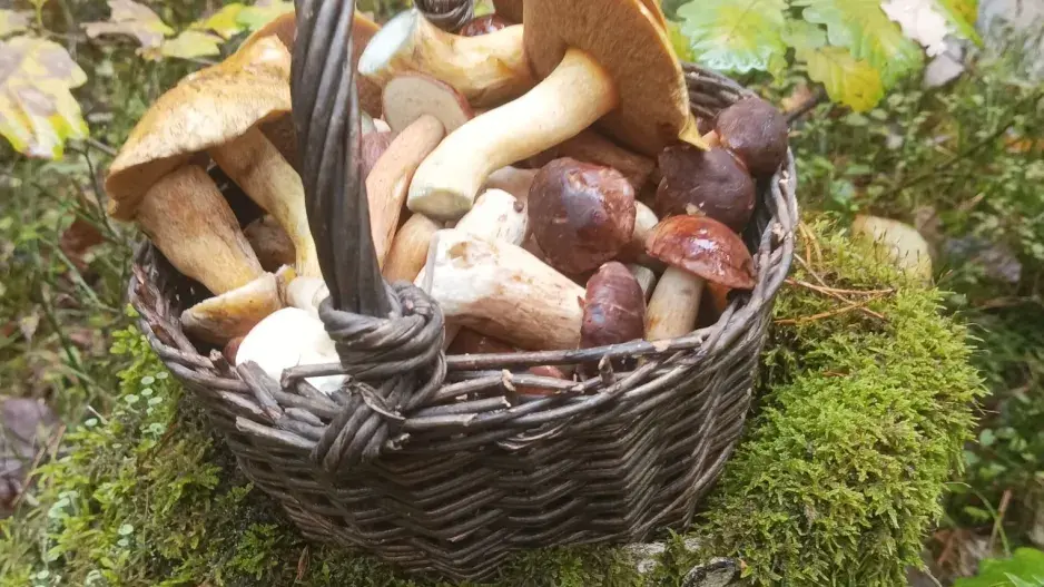 Jedlé i nejedlé houby