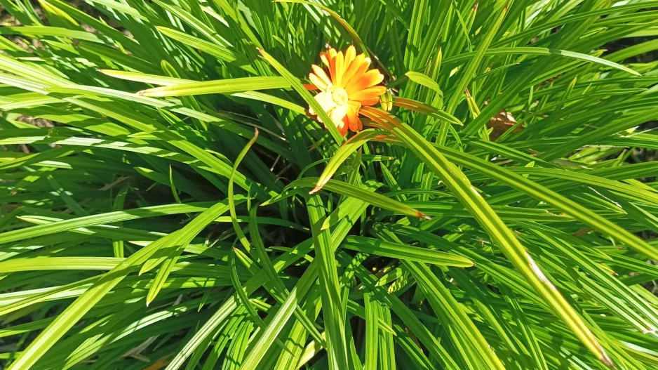 Botanická zahrada