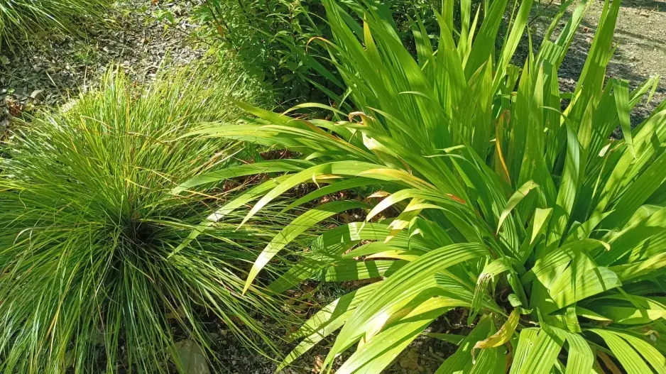 Japonské mlžné lesy v Botanické zahradě