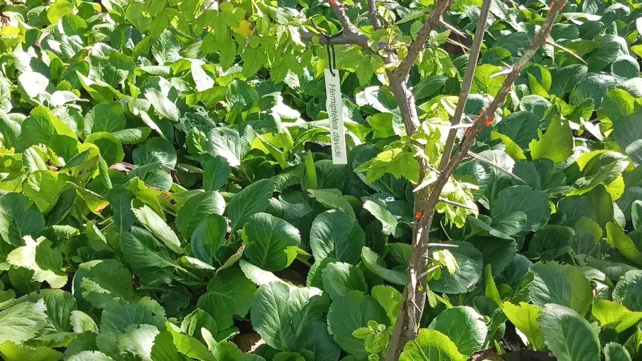 Japonské mlžné lesy v Botanické zahradě