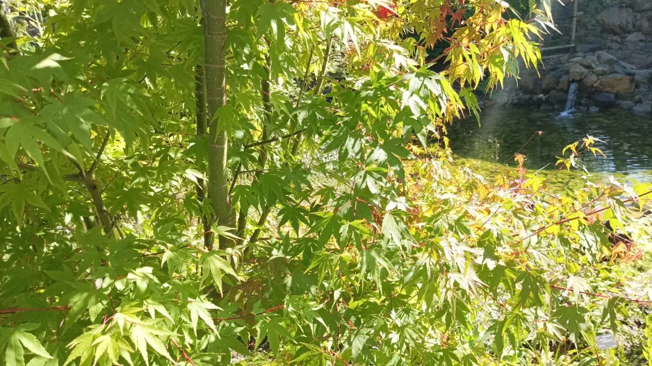 Botanická zahrada