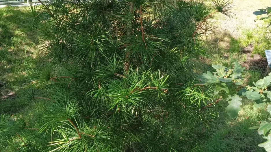 Japonské mlžné lesy v Botanické zahradě