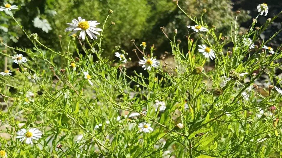 Botanická zahrada