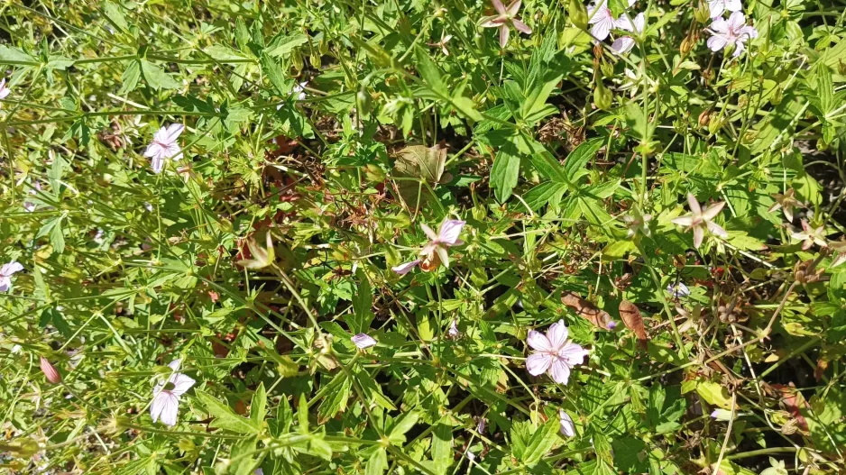 Botanická zahrada