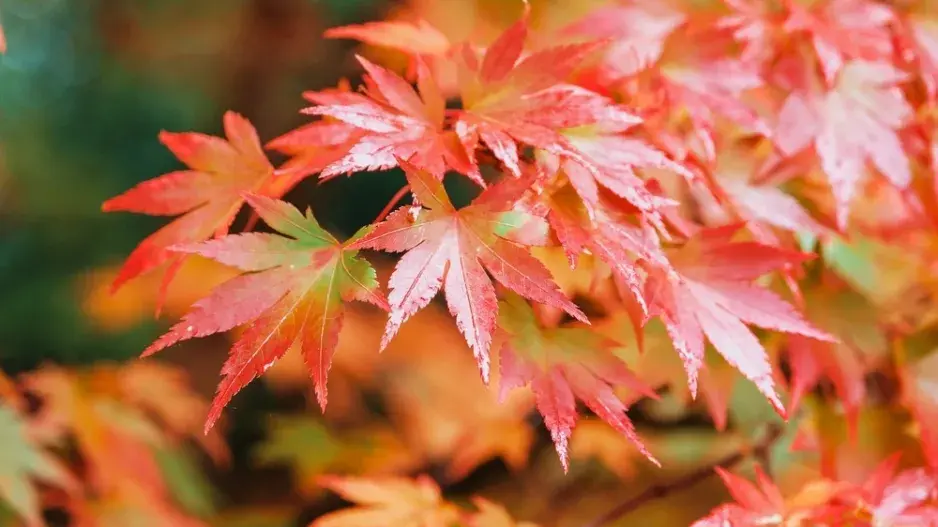 Javor dlanitolistý (Acer palmatum)