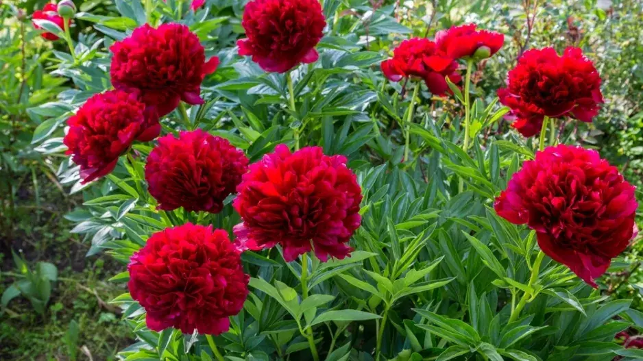 Pivoňka (Paeonia)