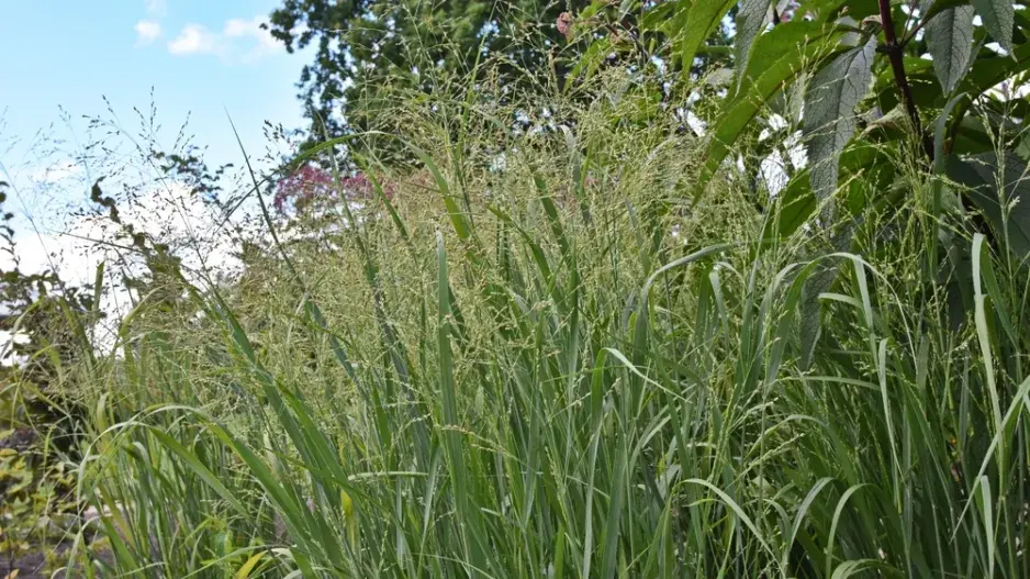 Proso prutnaté (Panicum virgatum)
