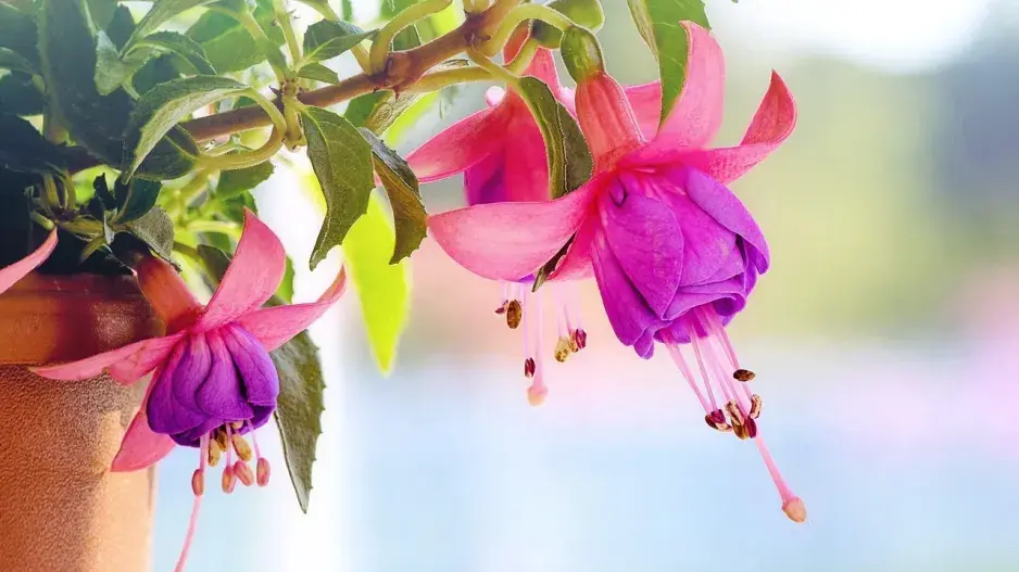 Fuchsie 