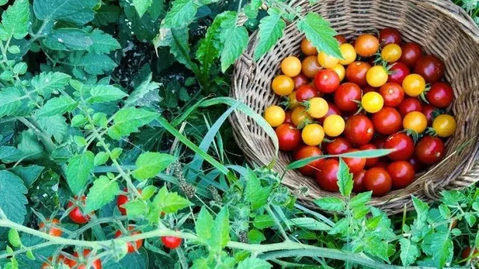 Sklizeň rajčat