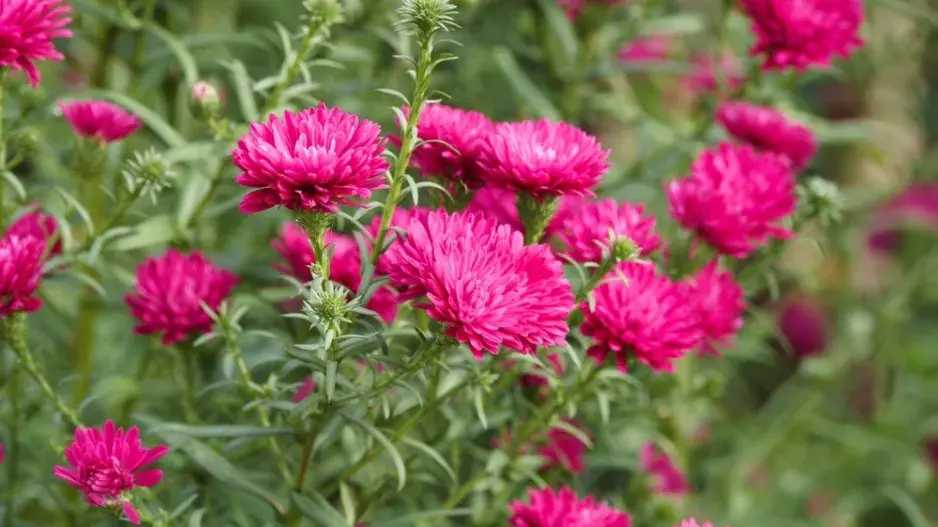 Hvězdnice novoanglická (Aster novae-angliae) Hvězdnice novoanglická (Aster novae-angliae)
