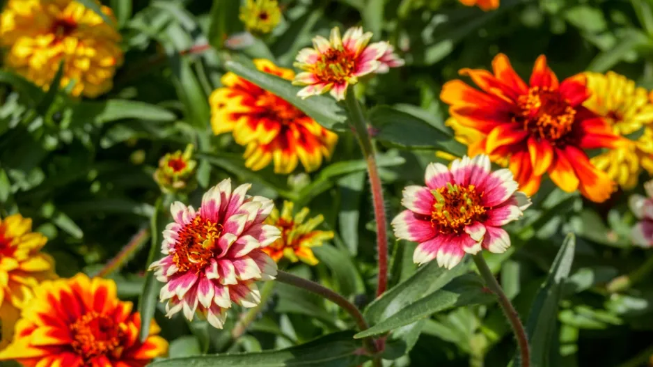 Ostálka Haageova (Zinnia haageana) 