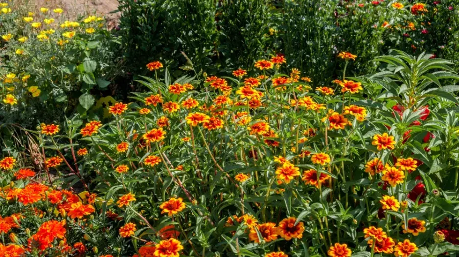 Ostálka Haageova (Zinnia haageana) 