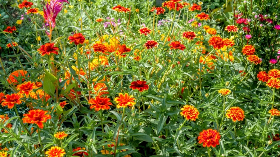 Ostálka Haageova (Zinnia haageana) 