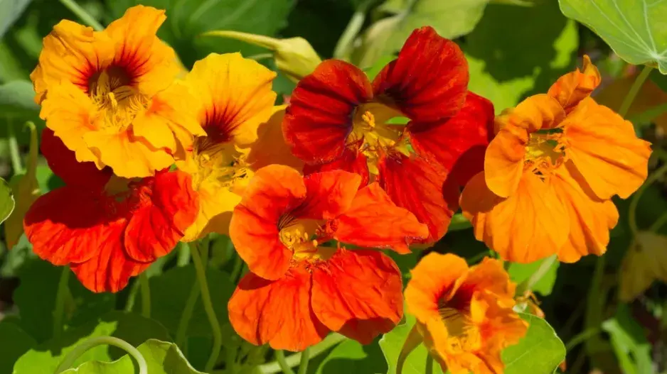 Lichořeřišnice větší (Tropaeolum majus L.) 