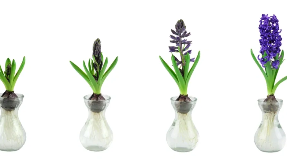 Hyacinty