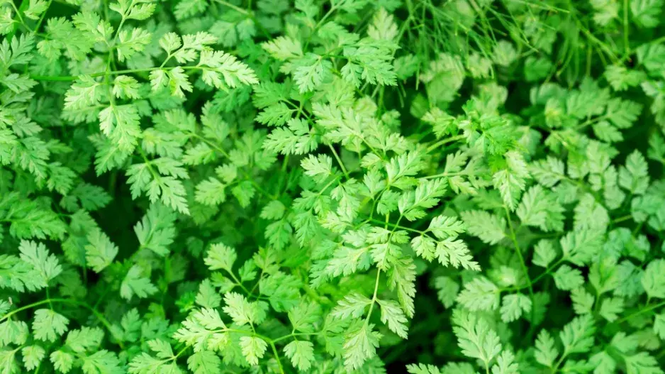 Kerblík setý neboli třebule (Anthriscus cerefolium) 