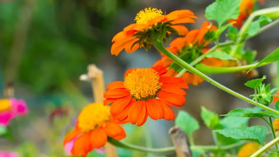 Titónie okrouhlolistá (Tithonia rotundifolia)