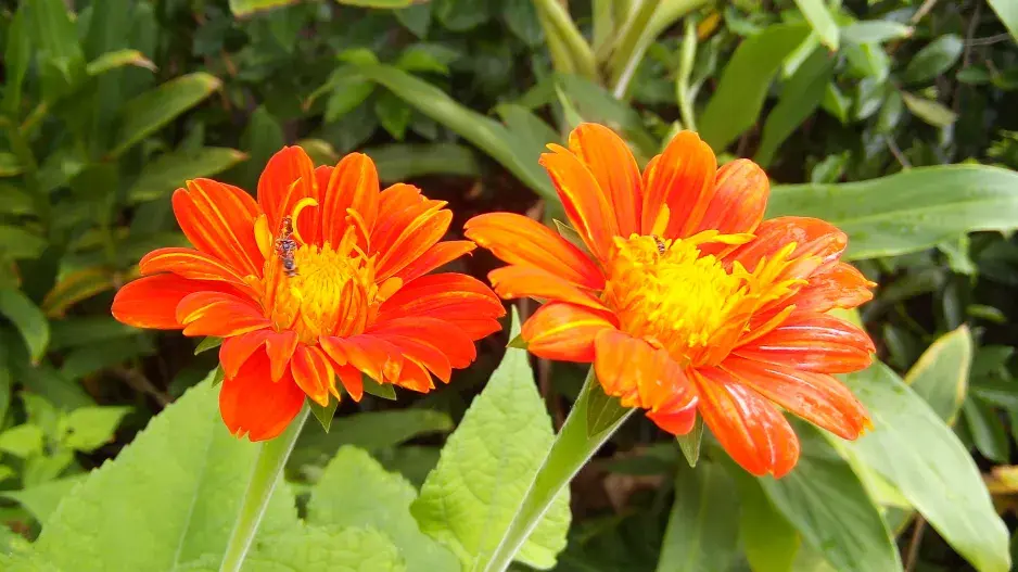 Titónie okrouhlolistá (Tithonia rotundifolia)