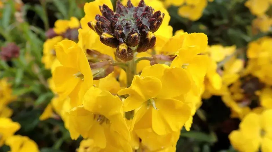 Trýzel ´Fragrant Sunshine´