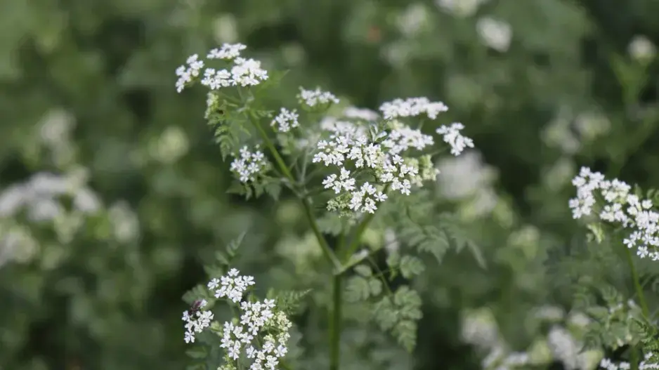Kerblík setý neboli třebule (Anthriscus cerefolium) 