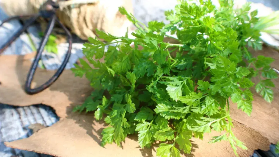 Kerblík setý neboli třebule (Anthriscus cerefolium) 