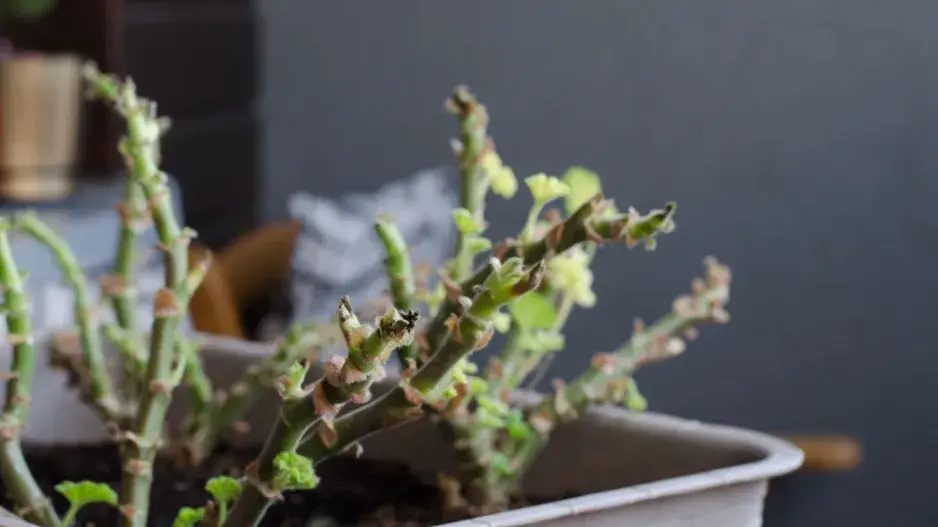 Zazimování muškátů