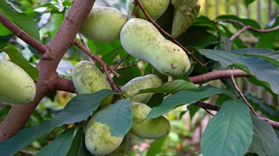 Muďoul trojlaločný (Asimina triloba) 