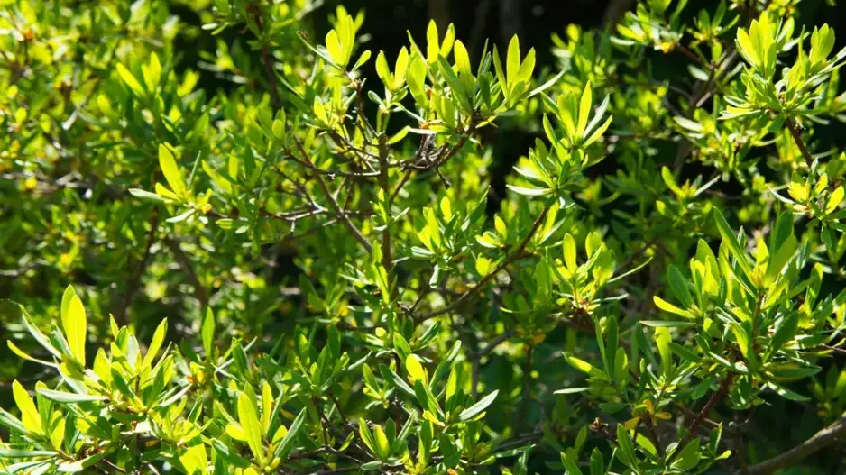 Vřesna pensylvánská