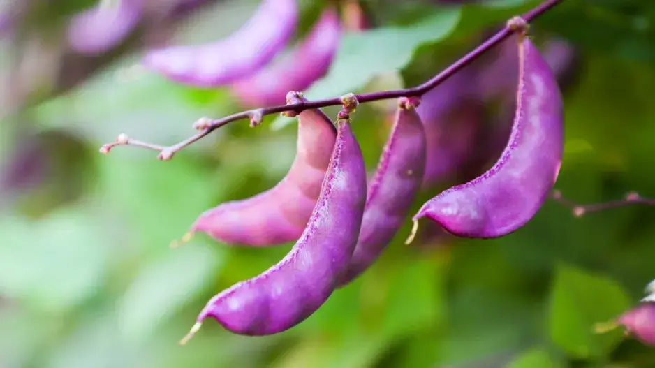 Lablab purpurový (Lablab purpureus)