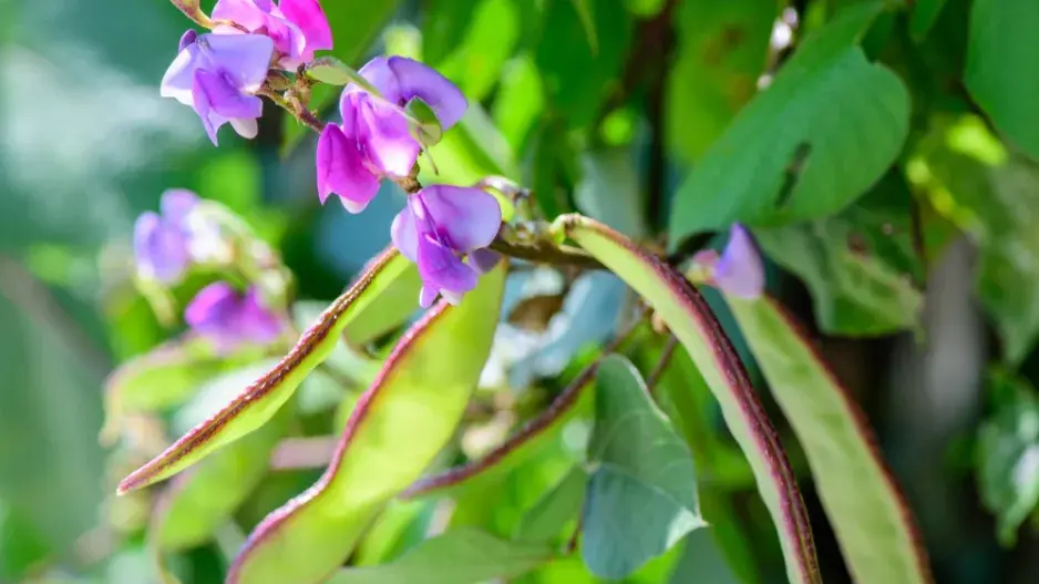 Lablab purpurový (Lablab purpureus)