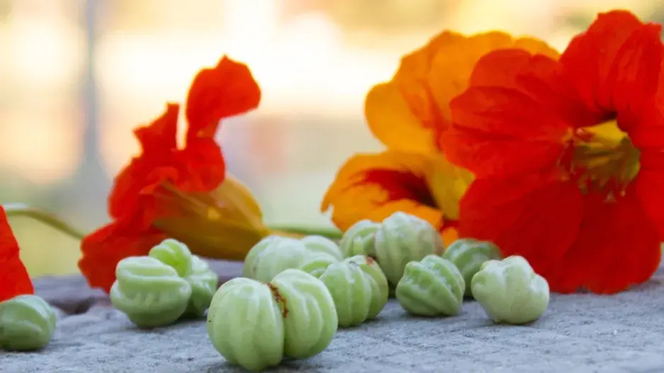 Lichořeřišnice větší (Tropaeolum majus L.) 