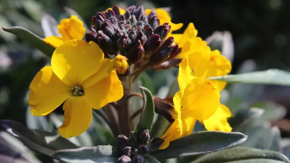 Trýzel ´Fragrant Sunshine´