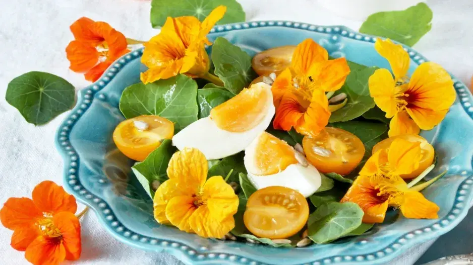 Lichořeřišnice větší (Tropaeolum majus L.) 