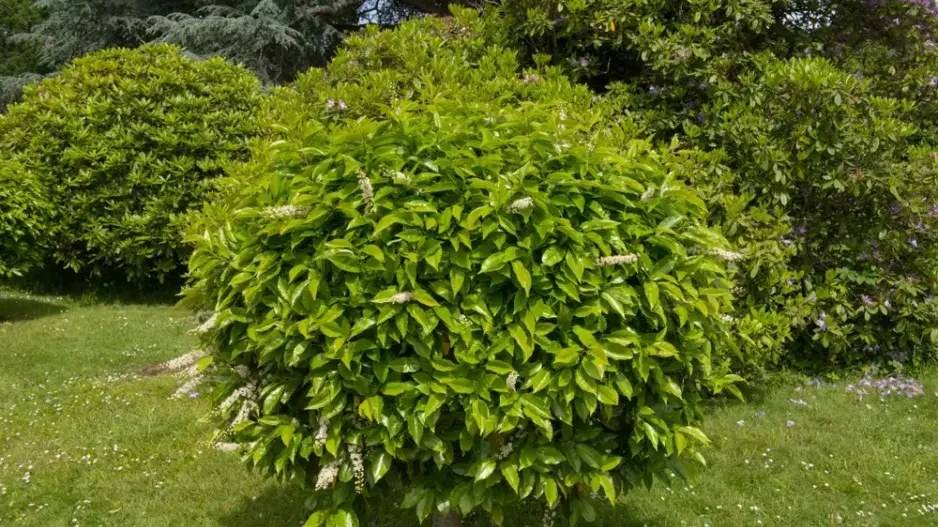 Střemcha vavřínolistá