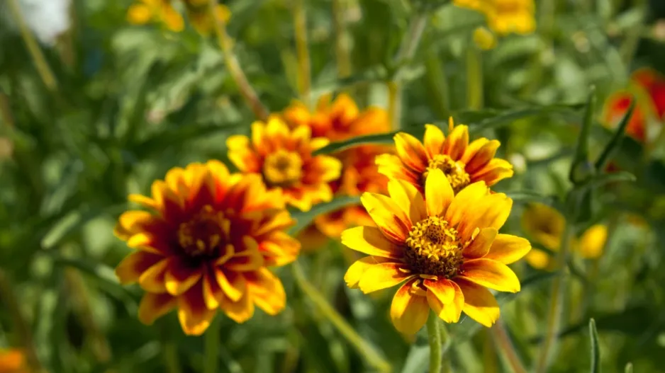 Ostálka Haageova (Zinnia haageana) 