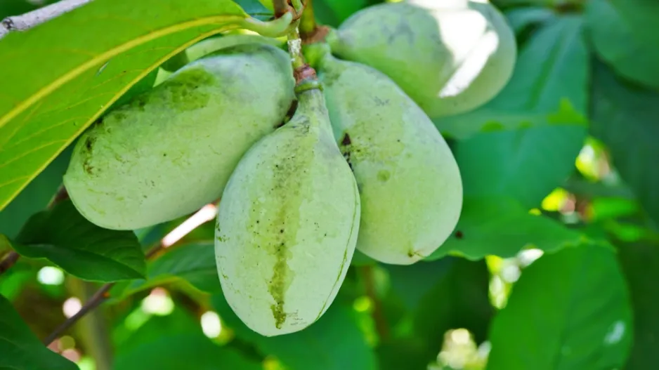 Muďoul trojlaločný (Asimina triloba) 