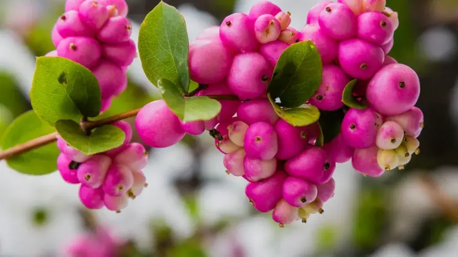 Pámelník červenoplodý (Symphoricarpos orbiculatus)