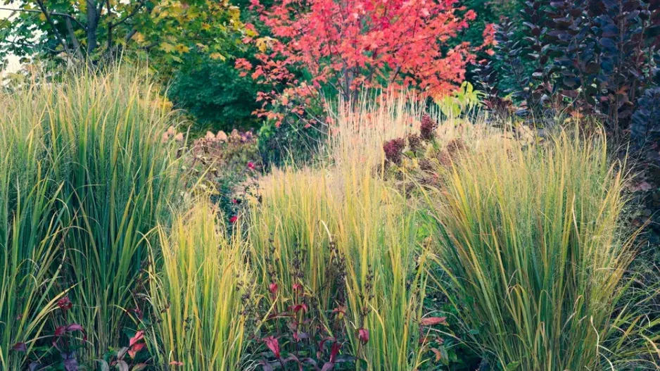 Proso prutnaté (Panicum virgatum)