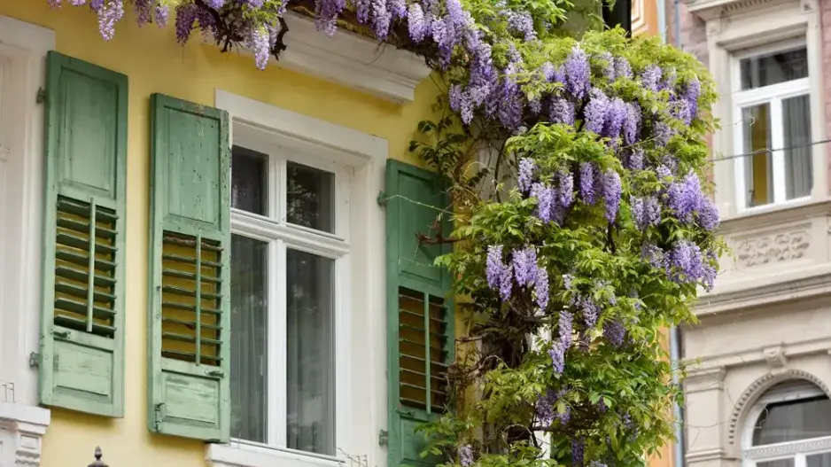 Řez vistárie je nutný každý rok Řez vistárie je nutný každý rok