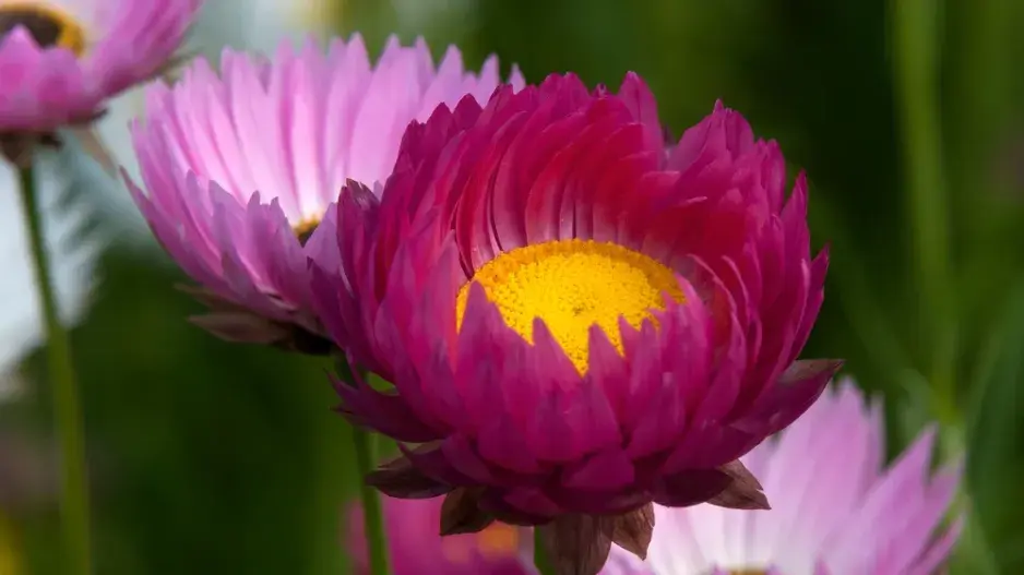 Smilek růžový, nesmrtelka (Helipterum roseum)