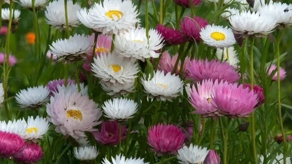 Smilek růžový, nesmrtelka (Helipterum roseum)